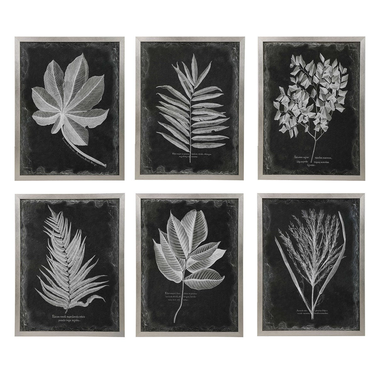 Foliage Framed Prints S/6