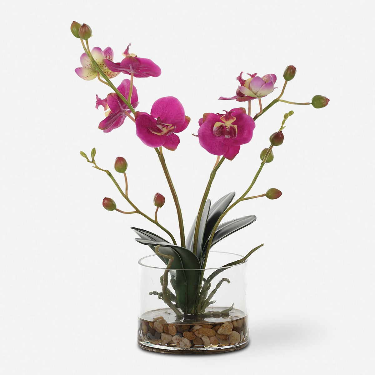 Glory Orchid (Fuschia)