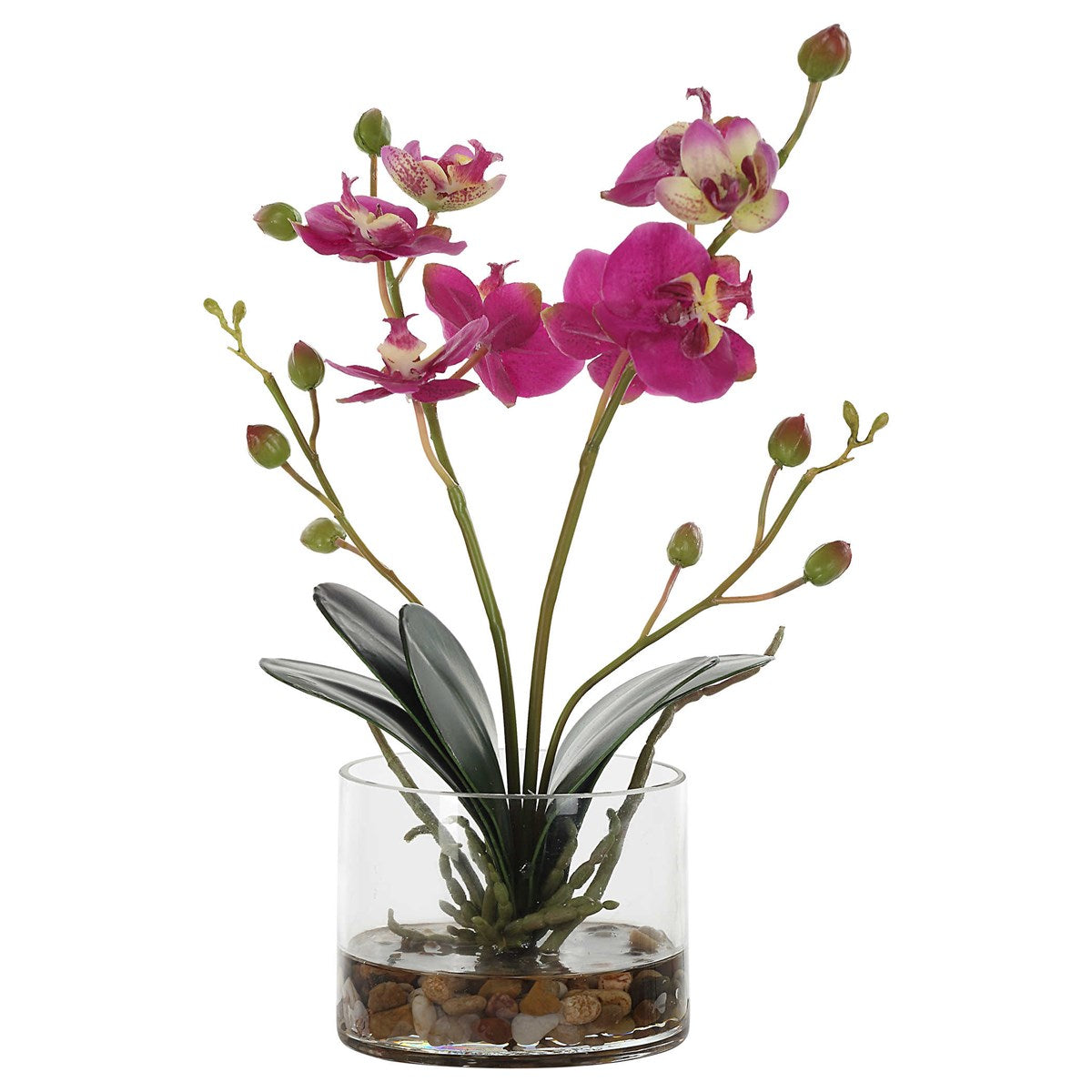 Glory Orchid (Fuschia)