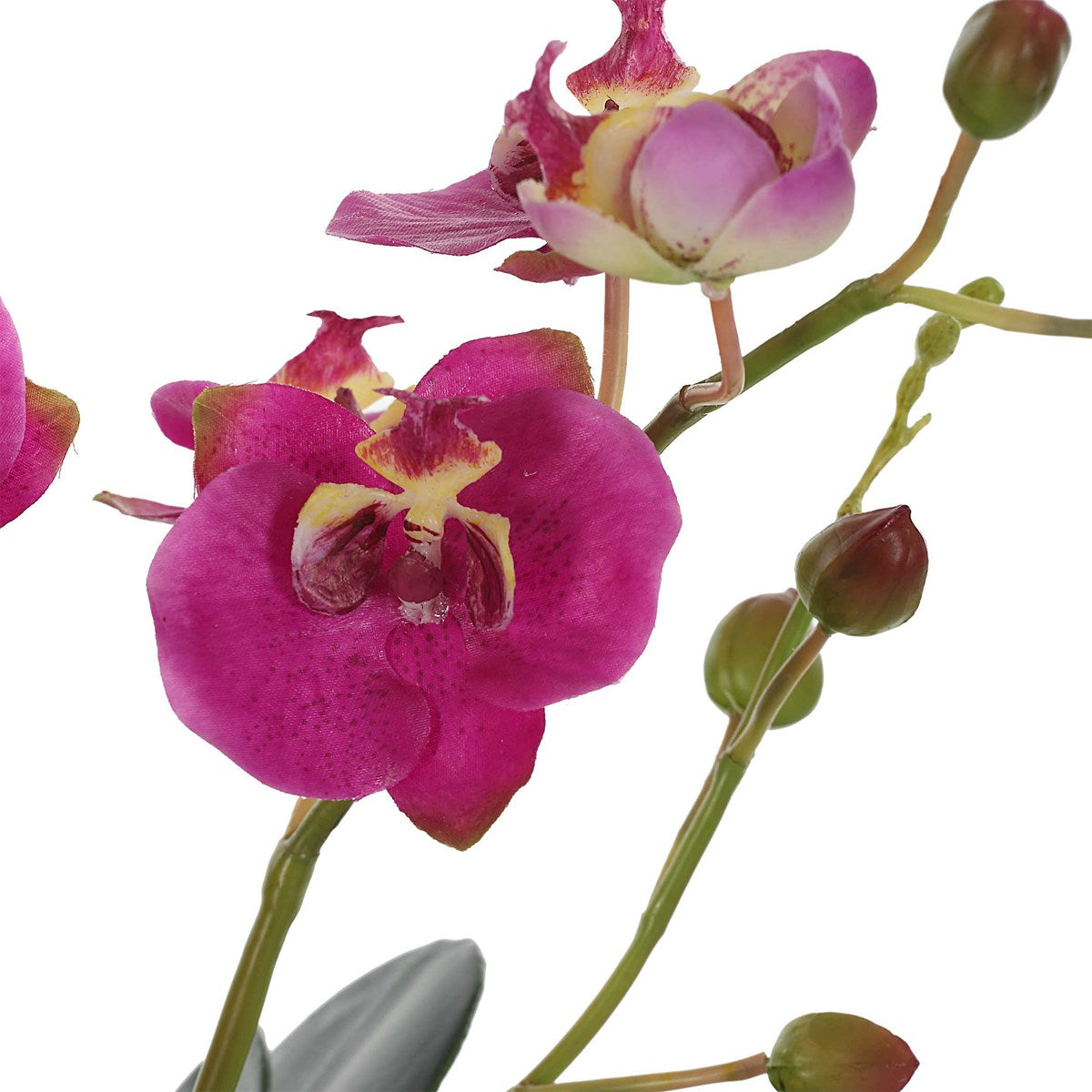 Glory Orchid (Fuschia)
