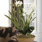 Moth Orchid Planter