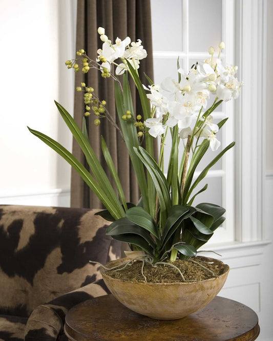 Moth Orchid Planter