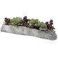 Charita Succulents