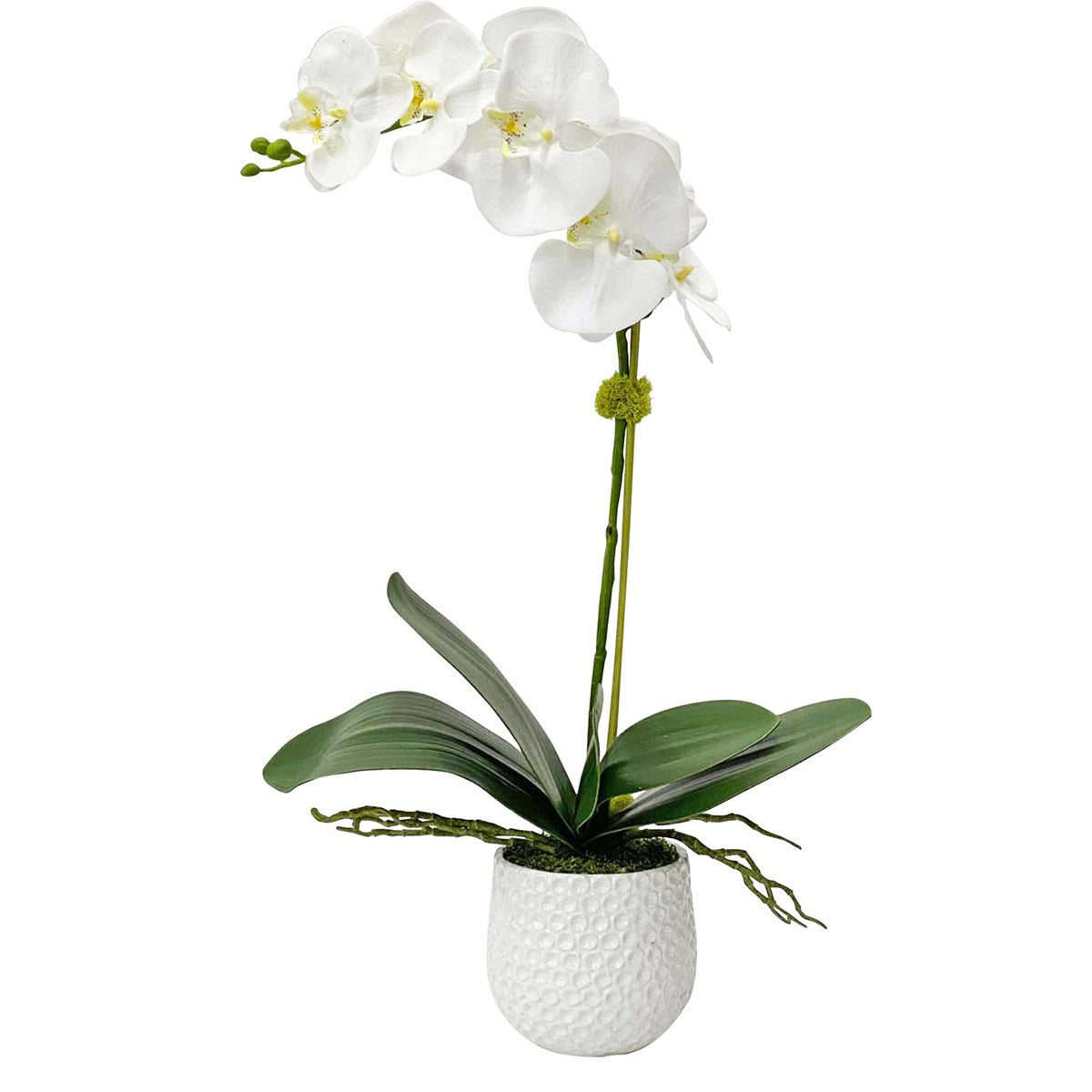 White Ceramic Vase With Cami Orchid