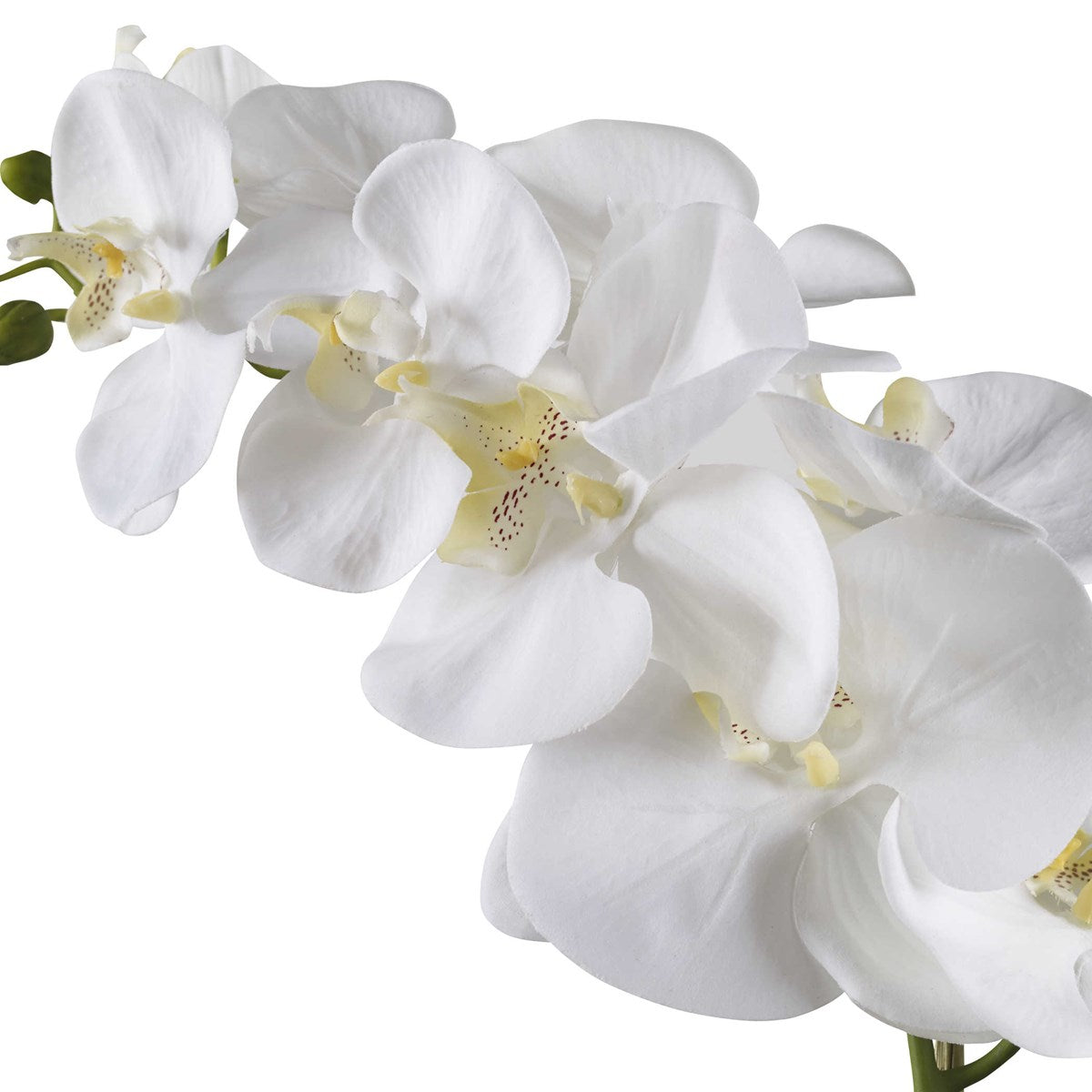 White Ceramic Vase With Cami Orchid